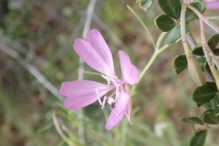 Clarkia biloba brandegeeae
