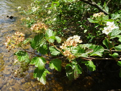 Physocarpus intermedius