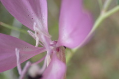 Clarkia biloba brandegeeae