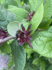 Calycanthus floridus