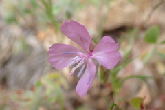 Clarkia biloba brandegeeae