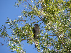 Accipiter cooperii