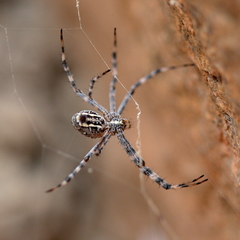 Argiope mascordi