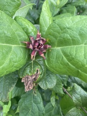 Calycanthus floridus