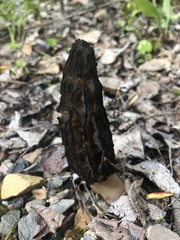 Morchella angusticeps