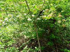 Physocarpus intermedius