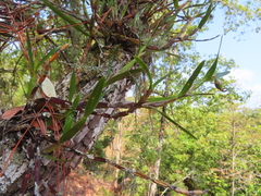 Scaphyglottis imbricata