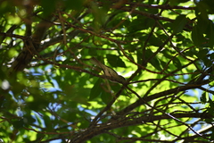 Vireo bellii