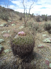 Echinofossulocactus crispatus