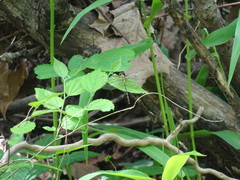 Stylogomphus sigmastylus