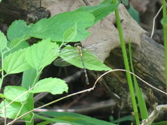 Stylogomphus sigmastylus