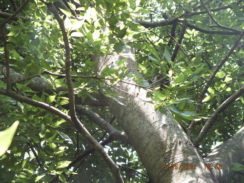 Celtis laevigata image