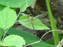 Stylogomphus sigmastylus