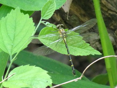 Stylogomphus sigmastylus