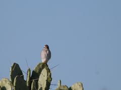 Spiziapteryx circumcincta