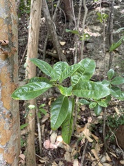 Bourreria virgata