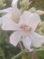 Fridericia florida