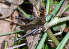 Maculiparia rotundata