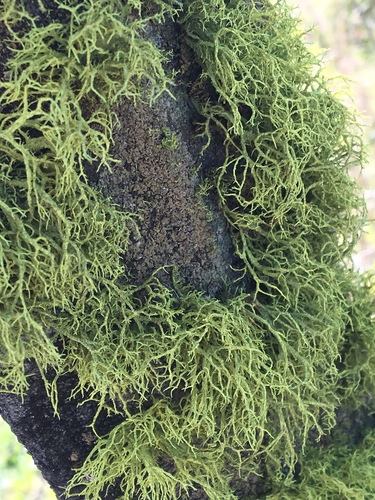 iNaturalist observation photo of wolf lichen