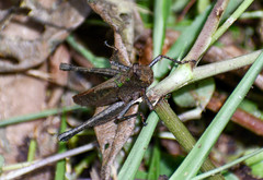 Maculiparia rotundata