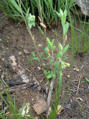 Crocanthemum bicknellii