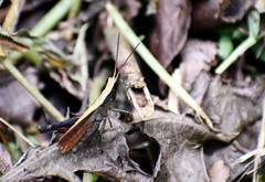 Maculiparia rotundata