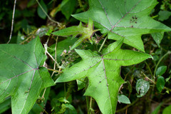 Solanum acerifolium