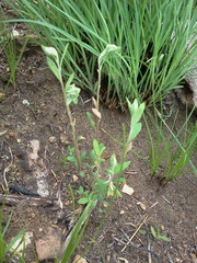 Crocanthemum bicknellii