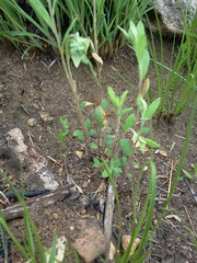 Crocanthemum bicknellii