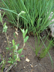 Crocanthemum bicknellii