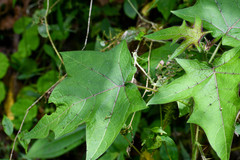 Solanum acerifolium