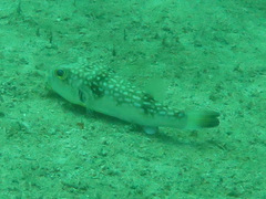 Chelonodontops patoca