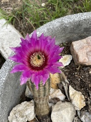 Echinocereus