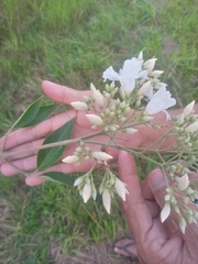 Fridericia florida
