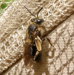 Andrena crataegi