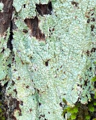 Pertusaria ostiolata