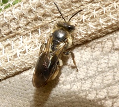 Andrena crataegi