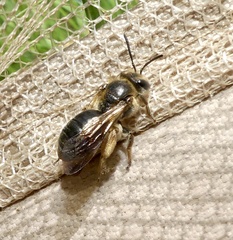 Andrena crataegi