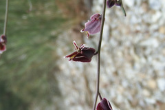 Streptanthus polygaloides