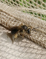 Andrena crataegi