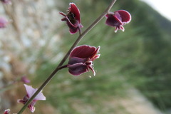 Streptanthus polygaloides