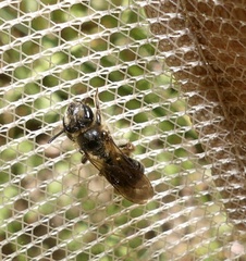 Andrena crataegi
