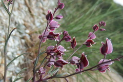 Streptanthus polygaloides