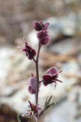 Streptanthus polygaloides