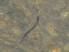 Notropis nubilus