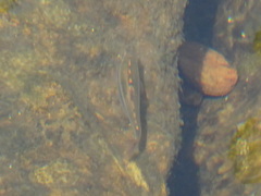 Notropis nubilus