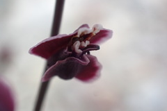 Streptanthus polygaloides