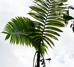 Chamaedorea linearis