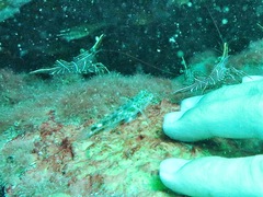Fusigobius inframaculatus