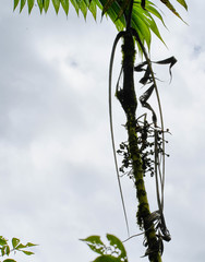 Chamaedorea linearis